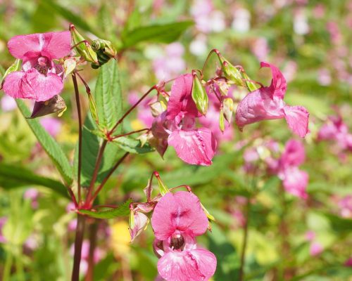 Himalayan Balsam Pulling